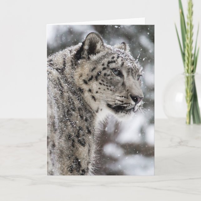 Snow Leopard Stands in the Snow Holiday Card (Front)