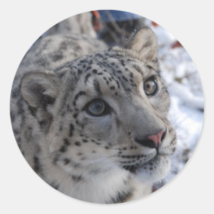 snow leopard stickers