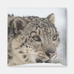 Snow leopard (Uncia uncia) 2 Magnet