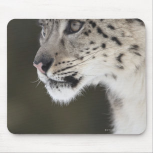 Snow leopard (Uncia uncia) Mouse Pad