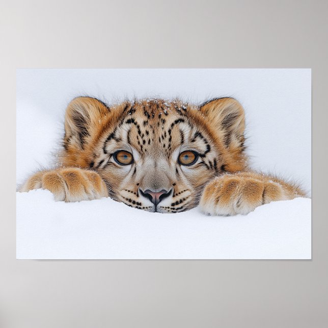 Snow Leopard Wild Animal Natural Environment Poster (Front)