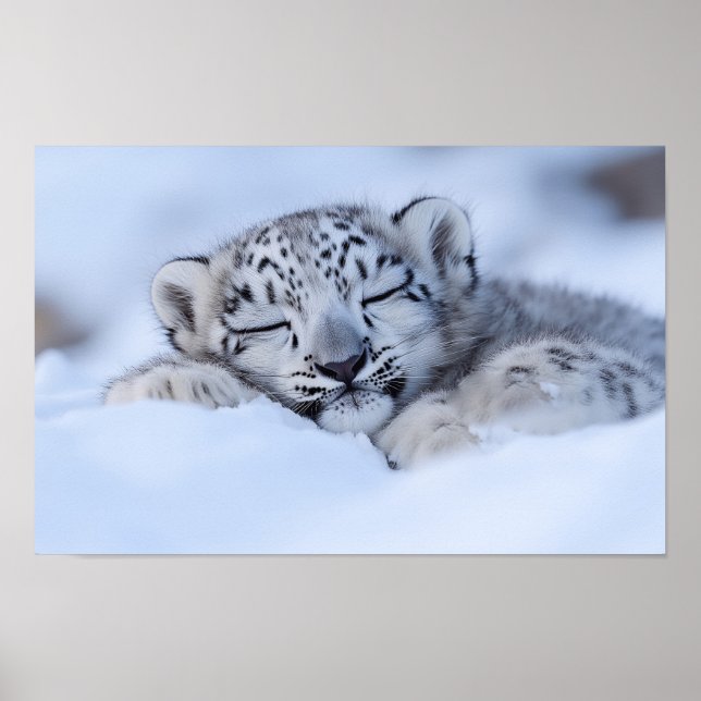 Snow Leopard Wild Animal Natural Environment Poster (Front)