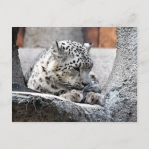 Snow Leopard Wild Cat Beautiful Photo Postcard