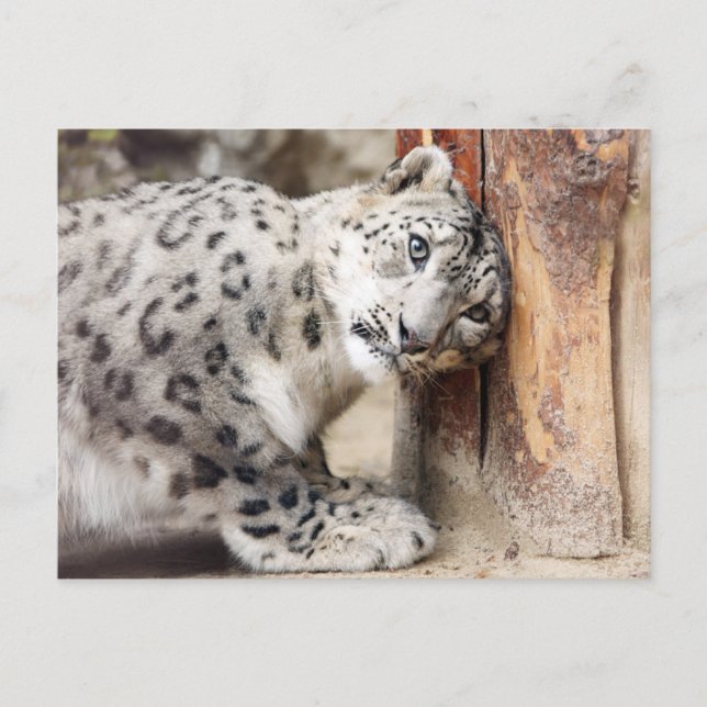 Snow Leopard Wild Cat Postcard (Front)