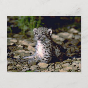 Snow leopard, young cub postcard
