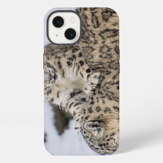 Snow Leopards: iPhone Case
