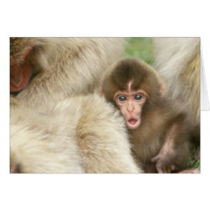 Snow Monkey Baby, Jigokudani, Nagano, Japan