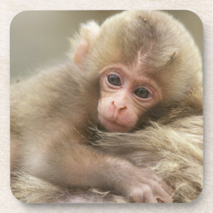 Snow Monkey Baby, Jigokudani, Nagano, Japan 2 Coaster