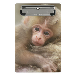 Snow Monkey Baby, Jigokudani, Nagano, Japan 2 Mini Clipboard