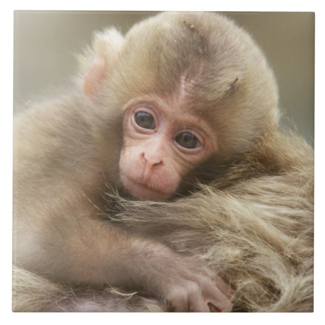 Snow Monkey Baby, Jigokudani, Nagano, Japan 2 Tile (Front)