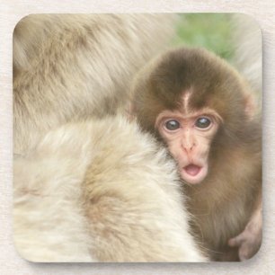 Snow Monkey Baby, Jigokudani, Nagano, Japan Coaster