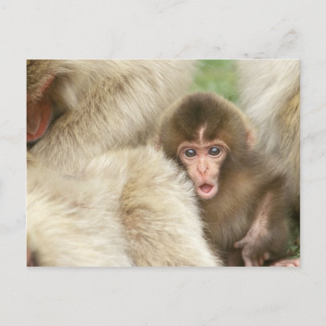 Snow Monkey Baby, Jigokudani, Nagano, Japan Postcard (Front)