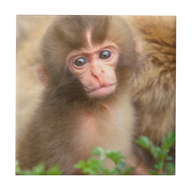 Snow Monkey Baby Portrait Ceramic Tile (Front)