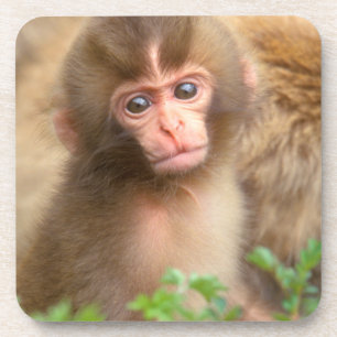 Snow Monkey Baby Portrait Coaster