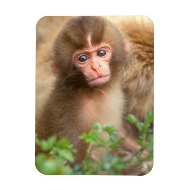 Snow Monkey Baby Portrait Magnet (Vertical)