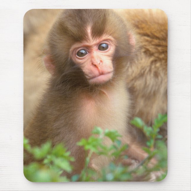 Snow Monkey Baby Portrait Mouse Pad (Front)