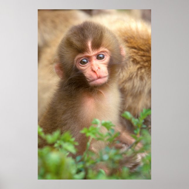 Snow Monkey Baby Portrait Poster (Front)