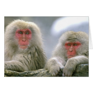 Snow Monkey Couple, Japanese Macaque,