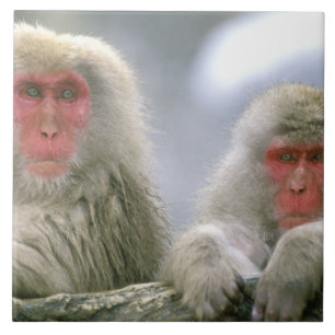 Snow Monkey Couple, Japanese Macaque, Ceramic Tile