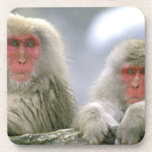 Snow Monkey Couple, Japanese Macaque, Coaster