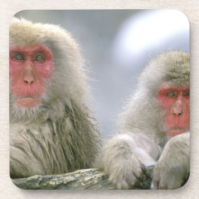 Snow Monkey Couple, Japanese Macaque, Coaster (Front)