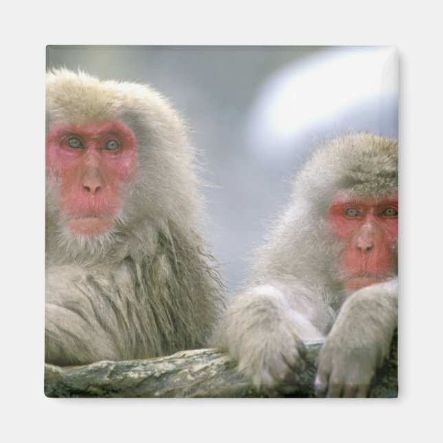 Snow Monkey Couple, Japanese Macaque, Magnet (Front)