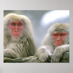 Snow Monkey Couple, Japanese Macaque, Poster