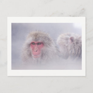Snow Monkey Japan Photo Postcard