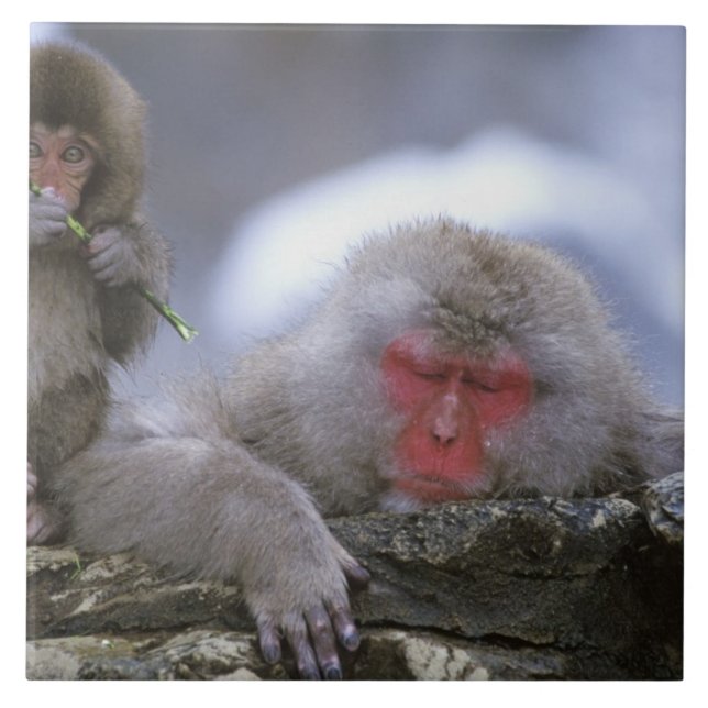 Snow Monkey Mother & Child, Jigokudani, Nagano, Ceramic Tile (Front)