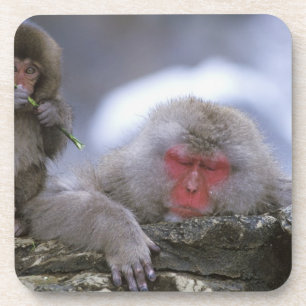 Snow Monkey Mother & Child, Jigokudani, Nagano, Coaster