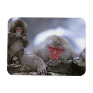 Snow Monkey Mother & Child, Jigokudani, Nagano, Magnet