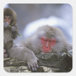 Snow Monkey Mother & Child, Jigokudani, Nagano, Square Sticker