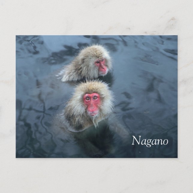 Snow Monkeys in Nagano, Japan Postcard (Front)