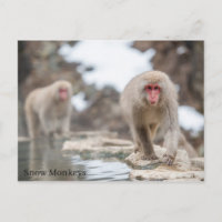 Snow Monkeys. Japan.