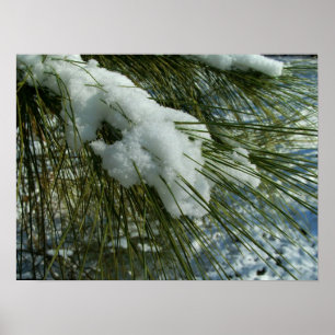 Snow on a Pine Tree Branch Poster