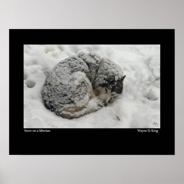 Snow on a Siberian Poster (Front)