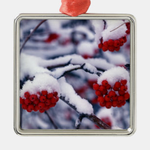 Snow on European Mountain Ash Berries, Utah. Metal Ornament