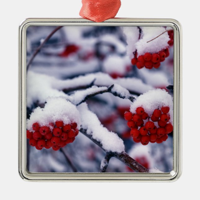 Snow on European Mountain Ash Berries, Utah. Metal Ornament (Front)