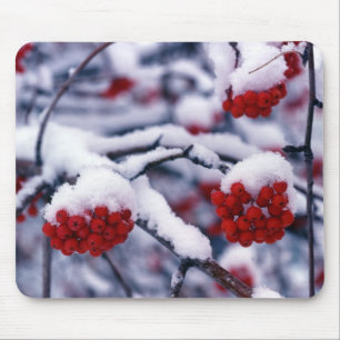 Snow on European Mountain Ash Berries, Utah. Mouse Pad