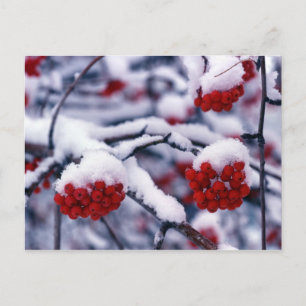 Snow on European Mountain Ash Berries, Utah. Postcard