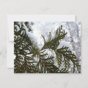 Snow on Evergreen Branches