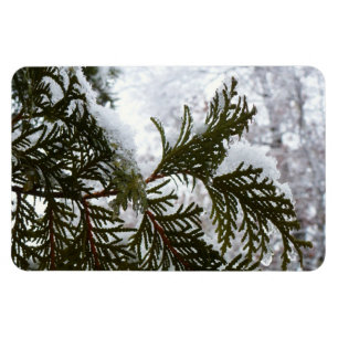 Snow on Evergreen Branches Magnet