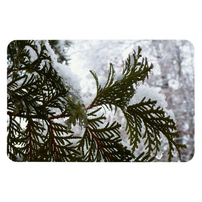Snow on Evergreen Branches Magnet (Horizontal)