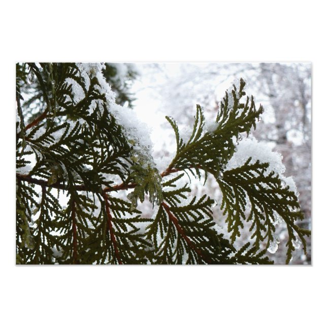 Snow on Evergreen Branches Photo Print (Front)