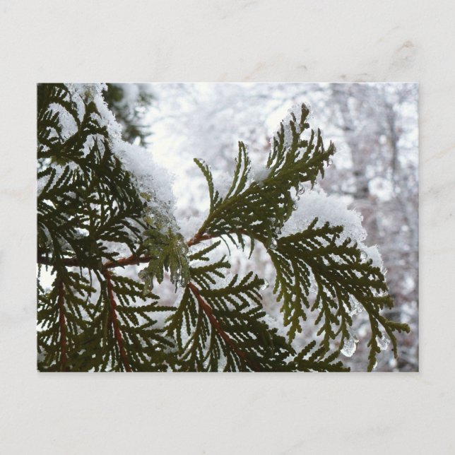 Snow on Evergreen Branches Postcard (Front)