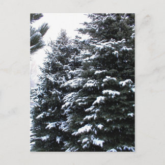 Snow On Firs Postcard