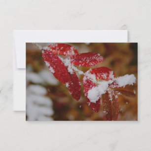 Snow on Red Leaves Card