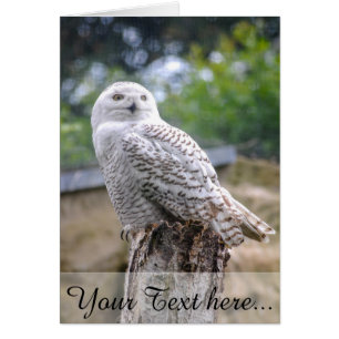 Snow owl