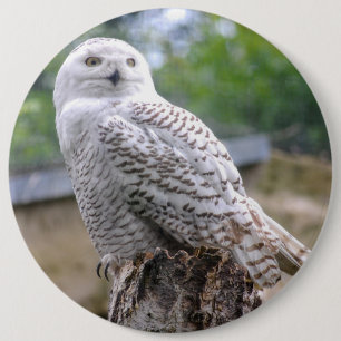 Snow owl 6 cm round badge