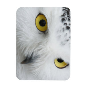 Snow Owl Eyes Magnet